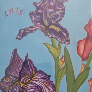 Iris